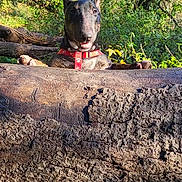 Alfy a rejoint le concours — aidez-le/la à gagner de superbes lots ! adventure, animal, bark, canine, collar, curious, daylight, dog, forest, greenery, leaves, log, nature, outdoor, pet, playful, sunlight, tree, wildlife, wood