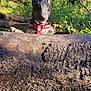adventure, animal, bark, canine, collar, curious, daylight, dog, forest, greenery, leaves, log, nature, outdoor, pet, playful, sunlight, tree, wildlife, wood
