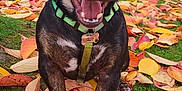 Alfy participe au concours pour gagner de l'argent avec cette photo : dog, autumn, leaves, grass, outdoor, pet, smiling, happy, collar, harness, nature, fall, canine, animal, playful, brown, black, leaf_litter, park, cute