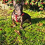Alfy participe au concours pour gagner de l'argent avec cette photo : dog, brindle, harness, grass, red_berries, bush, outdoor, sunlight, nature, pet, animal, greenery, leaf, garden, canine, summer, daylight, small_dog, playful, alert