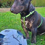 Alfy a rejoint le concours — aidez-le/la à gagner de superbes lots ! dog, black_dog, soccer_ball, grass, green_harness, outdoor, hedge, pet, playful, sport, ball, nature, animal, summer, park, canine, field, daylight, leisure, cute