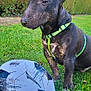 Alfy a rejoint le concours — aidez-le/la à gagner de superbes lots ! animal, ball, black_dog, canine, cute, daylight, dog, field, grass, green_harness, hedge, leisure, nature, outdoor, park, pet, playful, soccer_ball, sport, summer