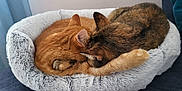 Nestor a rejoint le concours — aidez-le/la à gagner de superbes lots ! cat, cats, sleeping, cozy, fluffy_bed, pet_bed, orange_cat, tabby_cat, fur, indoor, resting, cute, animal, domestic_animal, pair, snuggling, relaxation, comfort, soft_texture, home