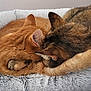 cat, cats, sleeping, cozy, fluffy_bed, pet_bed, orange_cat, tabby_cat, fur, indoor, resting, cute, animal, domestic_animal, pair, snuggling, relaxation, comfort, soft_texture, home