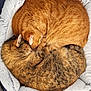 cat, cats, tabby_cat, orange_tabby, brown_tabby, sleeping, curled_up, pet_bed, cozy, furry, animal, domestic_animal, resting, cute, indoor, soft, closeup, fur, companion, friendship