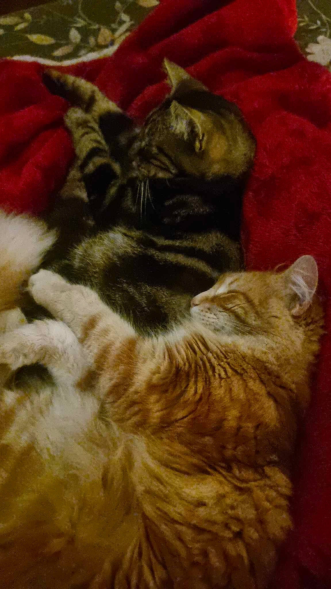 Mimi a rejoint le concours — aidez-le/la à gagner de superbes lots ! art, canidae, carnivore, cat, claw, comfort, dog_breed, fawn, felidae, fur, painting, plant, small_to_medium_sized_cats, snout, sporting_group, tail, terrestrial_animal, visual_arts, whiskers, wrinkle