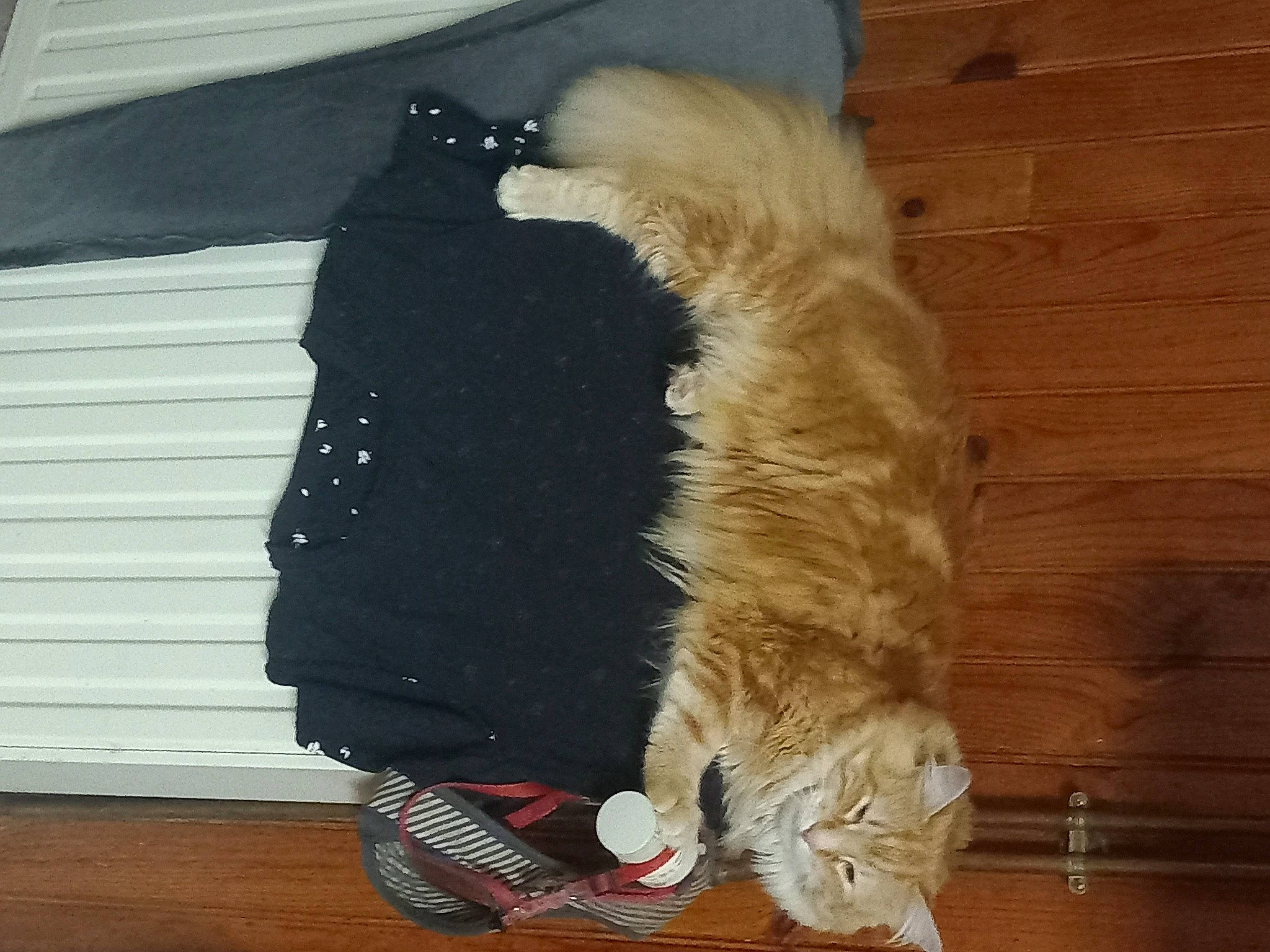 Mimi participe au concours pour gagner de l'argent avec cette photo : canidae, carnivore, cat, comfort, companion_dog, dog_breed, domestic_short_haired_cat, fawn, felidae, flooring, foot, fur, hardwood, human_leg, small_to_medium_sized_cats, sporting_group, tail, textile, whiskers, wood