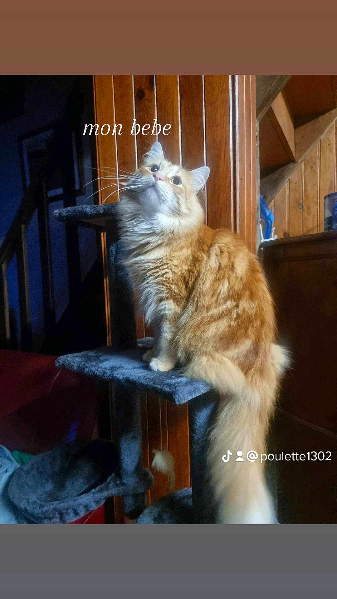 Mimi