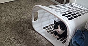 Frankie joined the competition — help win amazing prizes! animal, black_and_white, carpet, cat, clothing, curious, door, fabric, floor, hideout, household, indoor, laundry_basket, paws, pet, playful, resting, room, toy, whiskers