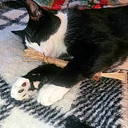 Frankie joined the competition — help win amazing prizes! cat, black_and_white, sleeping, toy, blanket, paw, close_up, indoor, cozy, resting, feline, cute, soft, fur, pet, domestic_animal, animal, relaxation, comfort, nap