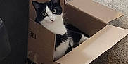 Frankie is registered to the contest to win money with this photo: amazon_box, animal, black_and_white, box_flaps, cardboard_box, carpet, cat, cozy, curious, ears, feline, floor, furniture, home, indoor, looking, pet, relaxed, sitting, whiskers