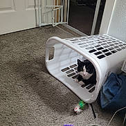 Frankie is registered to the contest to win money with this photo: animal, black_and_white, carpet, cat, cozy, curious, feline, floor, home, household, indoor, laundry_basket, paws, peek, pet, plastic, playful, resting, toy, whiskers