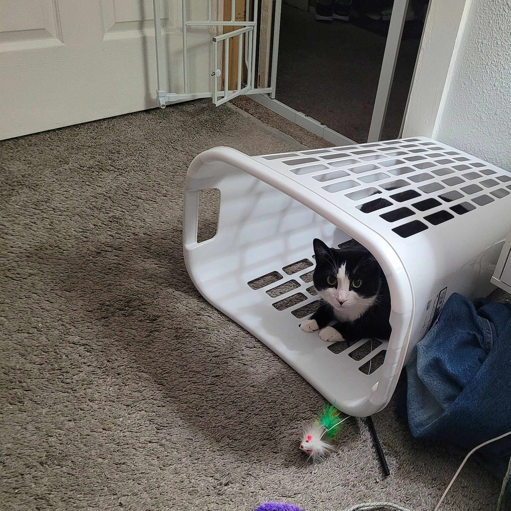 Frankie is registered to the contest to win money with this photo: animal, black_and_white, carpet, cat, cozy, curious, feline, floor, home, household, indoor, laundry_basket, paws, peek, pet, plastic, playful, resting, toy, whiskers