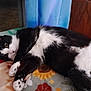 cat, black_and_white, feline, pet, indoor, blanket, floral_pattern, sunflower, curtains, wooden_furniture, relaxed, lying_down, paw, fur, animal, domestic_animal, cute, cozy, looking, resting