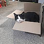 animal, black_and_white, box, cardboard_box, carpet, cat, cozy, curious, cute, domestic, floor, furniture, gift_bags, holiday, home, indoor, living_room, pet, relaxed, resting