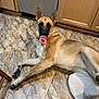 dog, german_shepherd, lying_down, pacifier, kitchen, floor, tile_floor, cabinet, wooden_cabinet, pet, animal, indoor, large_dog, brown_dog, black_mask, ears_up, looking_at_camera, funny, pacifier_in_mouth, relaxed