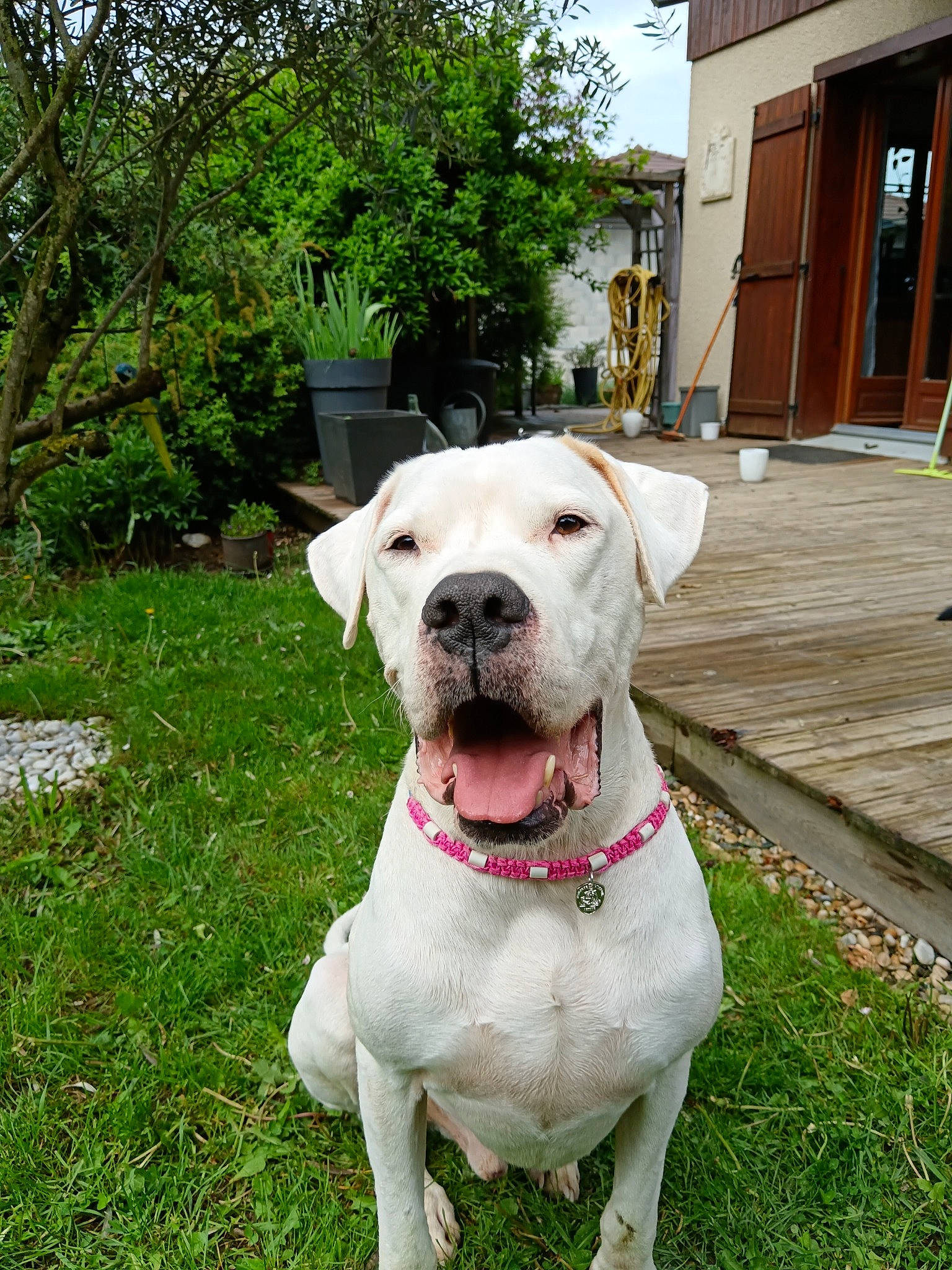 Niño participe au concours pour gagner de l'argent avec cette photo : carnivore, collar, companion_dog, dog, dog_breed, dog_collar, dog_supply, dogo_guatemalteco, door, fawn, grass, pet_supply, plant, sporting_group, tail, tree, whiskers, window, working_animal, working_dog