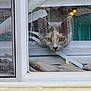 cat, window, blinds, curious, indoor, face, pet, looking, yellow_eyes, gray_fur, house, glass, reflection, window_frame, closeup, animal, domestic_cat, light, curiosity, home