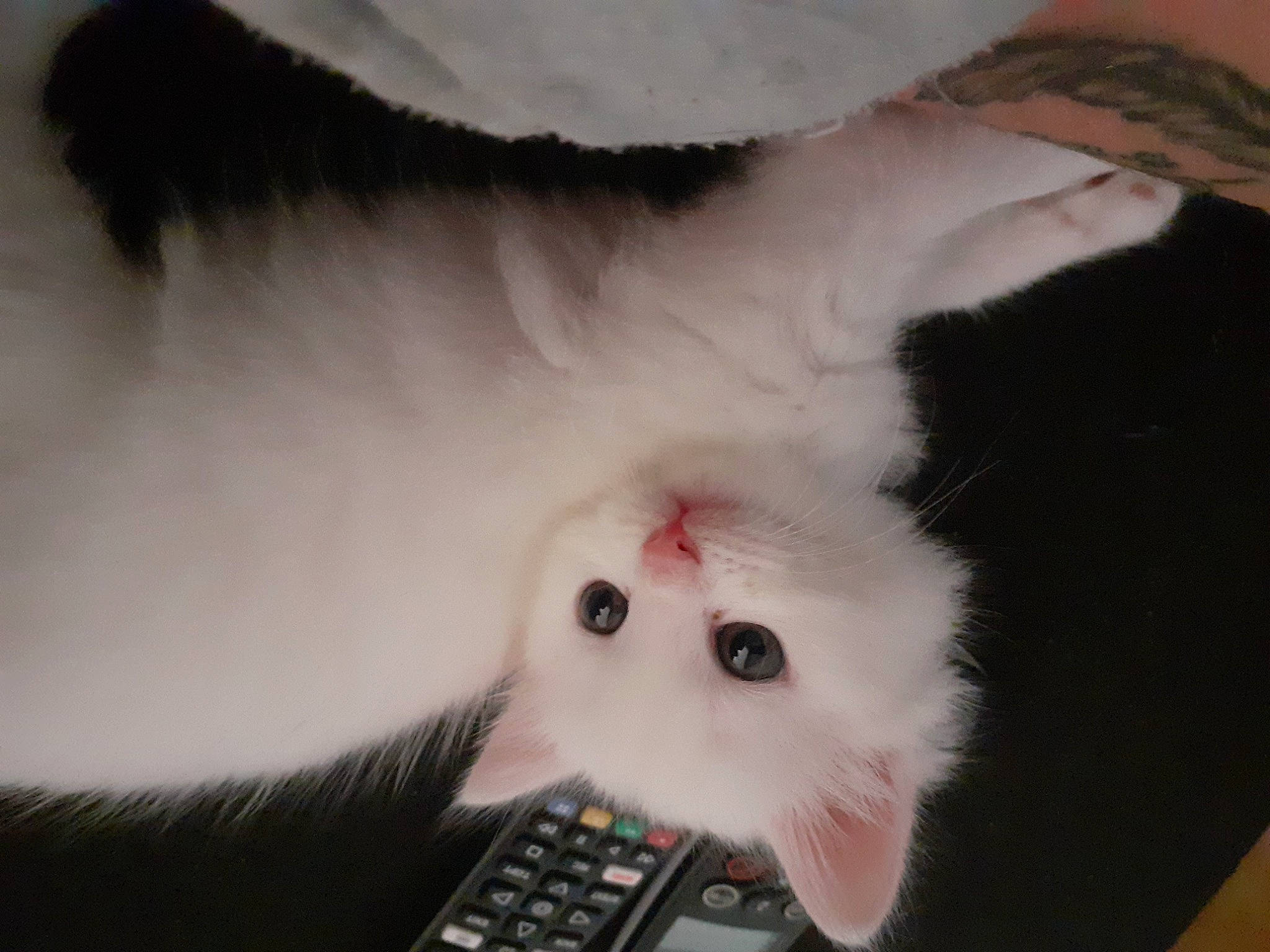 Coco participe au concours pour gagner de l'argent avec cette photo : carmine, carnivore, cat, domestic_short_haired_cat, ear, eyelash, fashion_accessory, feather, felidae, foot, fur, jaw, neck, nose, office_equipment, paw, small_to_medium_sized_cats, snout, tail, whiskers