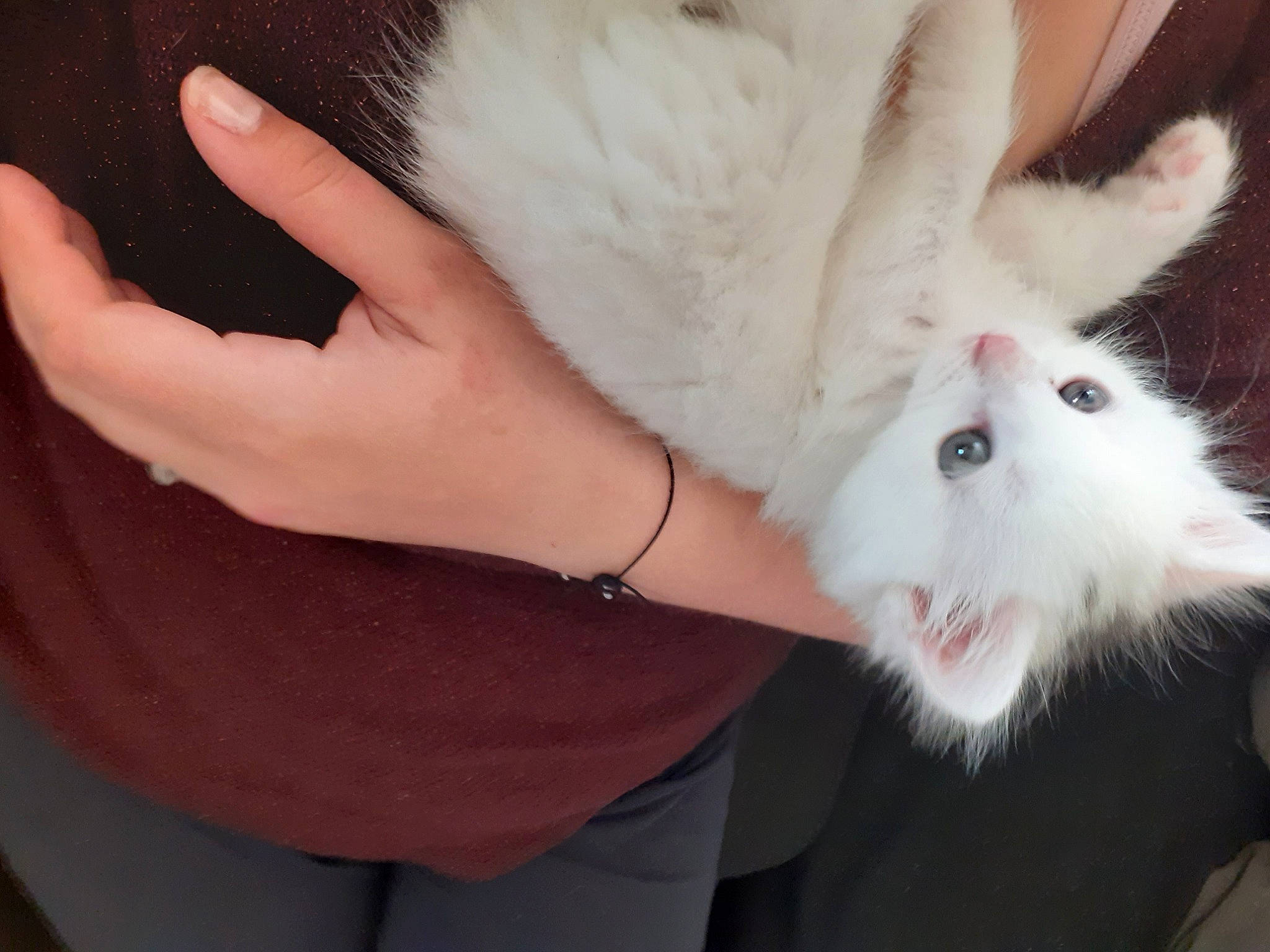 Coco a rejoint le concours — aidez-le/la à gagner de superbes lots ! claw, companion_dog, domestic_rabbit, ear, event, fashion_accessory, fawn, feather, felidae, fur, gesture, hat, nail, natural_material, rabbit, rabbits_and_hares, small_to_medium_sized_cats, whiskers, wrist