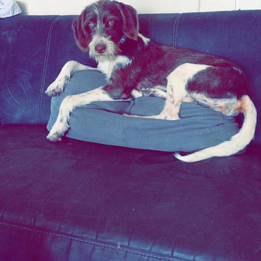 Stella