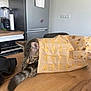 Eden participe au concours pour gagner de l'argent avec cette photo : cat, kitten, tabby, paper_bag, table, wood_table, kitchen, refrigerator, fridge_magnets, appliance, blender, tail, sleeping, nap, pet, indoor, fur, food_bag, cozy, domestic