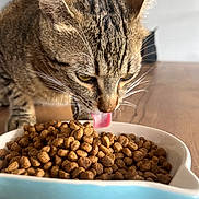 Eden a rejoint le concours — aidez-le/la à gagner de superbes lots ! cat, tabby_cat, pet, eating, kibble, dry_food, ceramic_bowl, tongue_out, whiskers, close_up, fur, ears, nose, pet_dish, wooden_table, indoor, feeding, meal_time, domestic_cat, brown_fur