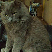 Gribouille a rejoint le concours — aidez-le/la à gagner de superbes lots ! cat, gray_cat, fluffy, indoor, pet, animal, feline, sitting, fur, whiskers, ears, eyes, home, furniture, blurred_background, domestic, calm, mammal, closeup, resting