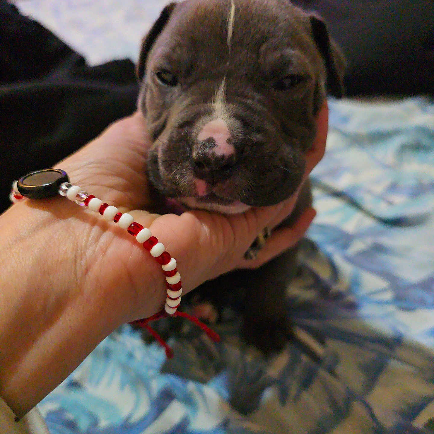 Max joined the competition — help win amazing prizes! accessories, animal, bead, beadnecklace, bodypart, boxer, bracelet, bulldog, canine, dog, finger, hand, jewelry, necklace, person, pet, pitbull, puppy, strap, wrist