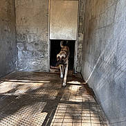 Reis a rejoint le concours — aidez-le/la à gagner de superbes lots ! dog, canine, animal, pet, standing, walking, doorway, entrance, concrete, room, wall, floor, shadow, sunlight, indoor, rustic, industrial, weathered, portrait, alert