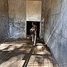 dog, canine, animal, pet, standing, walking, doorway, entrance, concrete, room, wall, floor, shadow, sunlight, indoor, rustic, industrial, weathered, portrait, alert