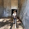 Reis participe au concours pour gagner de l'argent avec cette photo : dog, canine, animal, kennel, indoor, concrete, door, standing, walking, front_view, portrait, sunlight, shadows, mesh_shadow, rustic, enclosure, floor, walls, black_and_white_fur, dramatic_lighting