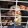 Reis a rejoint le concours — aidez-le/la à gagner de superbes lots ! dog, canine, animal, pet, muzzle, face, eye, fur, brown_fur, collar, leash, metal_bars, cage, kennel, hand, petting, outdoor, sunlight, shadow, closeup