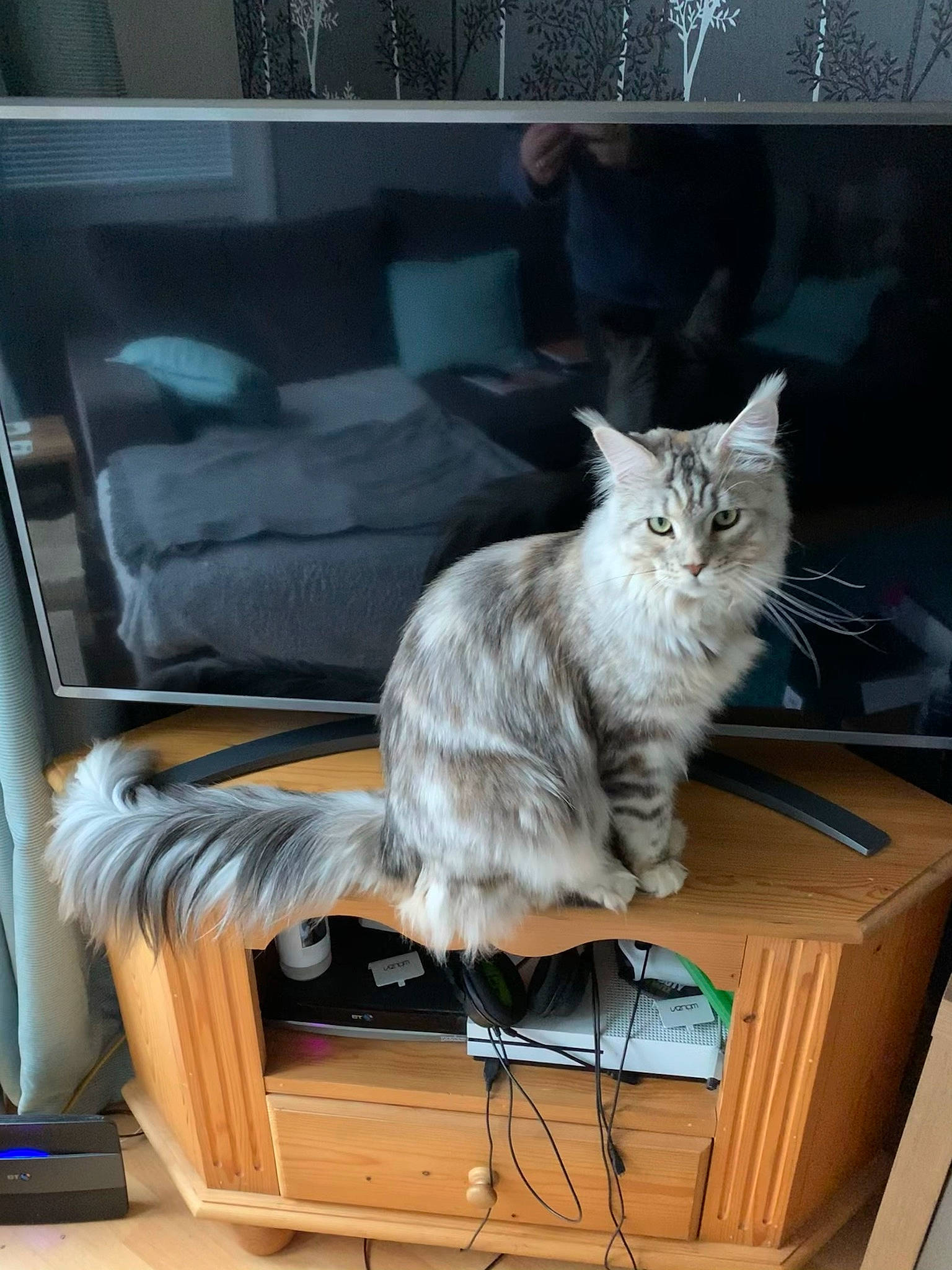 Elsie is registered to the contest to win money with this photo: box, carnivore, cat, comfort, couch, desk, domestic_short_haired_cat, drawer, felidae, fur, grey, hardwood, plant, room, small_to_medium_sized_cats, table, tail, whiskers, window, wood