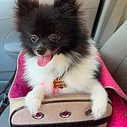 Armani joined the competition — help win amazing prizes! adorable, animal, black_and_white, collar, cute, dog, fluffy, fur, happy, indoor, pet_carrier, pet_tag, pink, polka_dot, pomeranian, puppy, seat, small_dog, tongue_out, vehicle