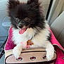 adorable, animal, black_and_white, collar, cute, dog, fluffy, fur, happy, indoor, pet_carrier, pet_tag, pink, polka_dot, pomeranian, puppy, seat, small_dog, tongue_out, vehicle