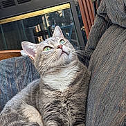 Lucy joined the competition — help win amazing prizes! cat, tabby_cat, gray_cat, green_eyes, pet, animal, feline, indoor, couch, furniture, fireplace, relaxing, closeup, whiskers, fur, domestic_cat, looking_up, cozy, home, resting