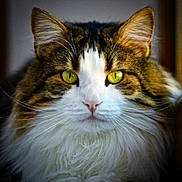 Rio a rejoint le concours — aidez-le/la à gagner de superbes lots ! cat, close_up, fluffy, green_eyes, whiskers, fur, pet, animal, portrait, cute, domestic_cat, mammal, face, feline, indoor, focused, nose, ears, soft, adorable