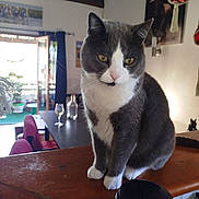 Bébé a rejoint le concours — aidez-le/la à gagner de superbes lots ! cat, indoor, wooden_counter, gray_and_white, pets, table, wine_glass, bottle, plants, balcony, natural_light, curtains, chair, decor, window, furniture, domestic, cozy, animal, quiet