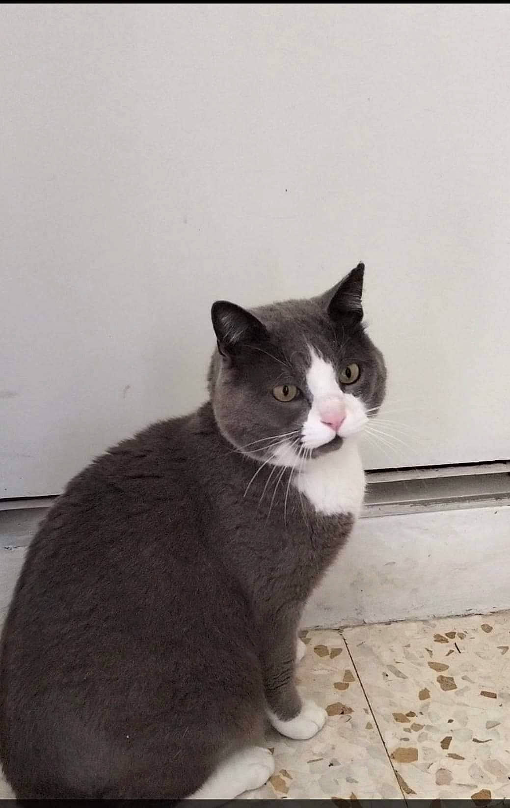 Garfield a rejoint le concours — aidez-le/la à gagner de superbes lots ! carnivore, cat, domestic_short_haired_cat, felidae, flooring, fur, grey, monochrome, monochrome_photography, paw, sand, sitting, small_to_medium_sized_cats, snout, tail, whiskers, window, wood