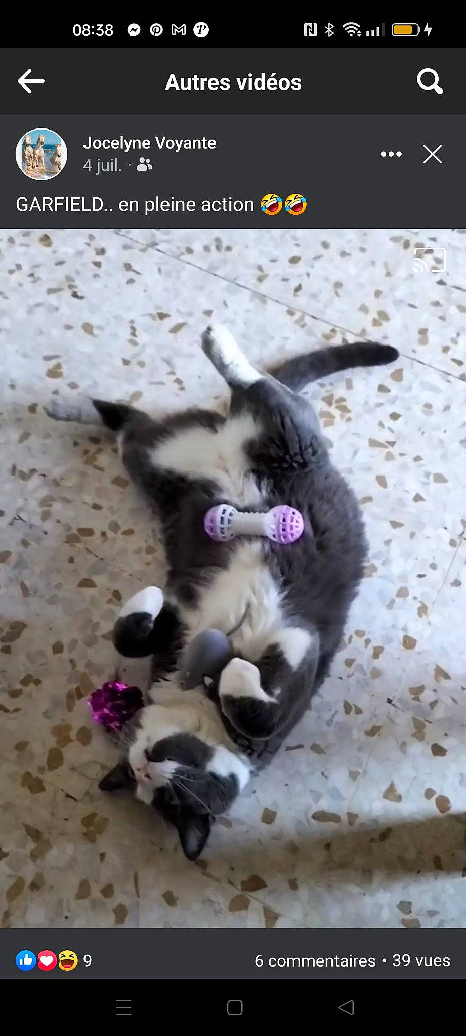 Garfield participe au concours pour gagner de l'argent avec cette photo : canidae, carnivore, cat, claw, dog_breed, domestic_short_haired_cat, felidae, font, fur, magenta, paw, photo_caption, small_to_medium_sized_cats, tail, terrestrial_animal, whiskers