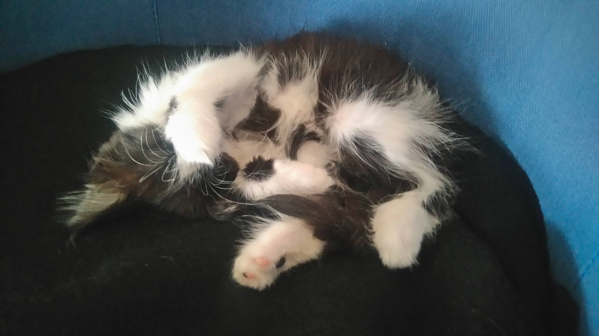 Chanel participe au concours pour gagner de l'argent avec cette photo : carnivore, cat, claw, domestic_long_haired_cat, felidae, fur, kitten, mammal, nap, norwegian_forest_cat, paw, polydactyl_cat, small_to_medium_sized_cats, tail, whiskers