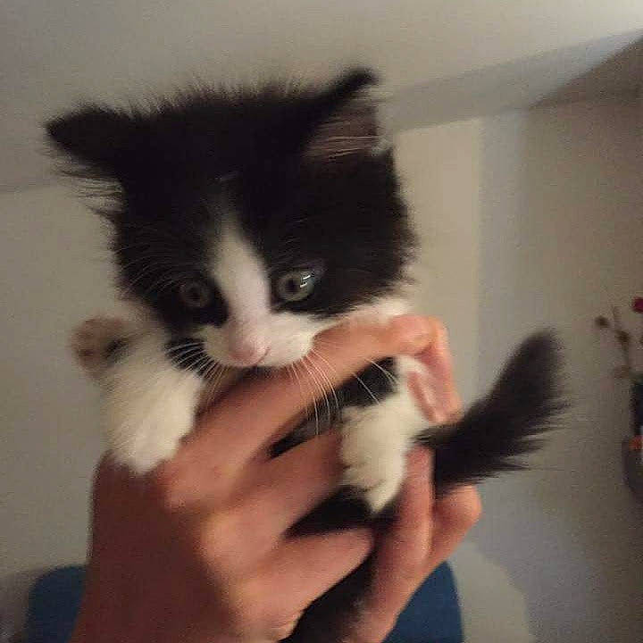 Chanel a rejoint le concours — aidez-le/la à gagner de superbes lots ! black_and_white, carnivore, cat, domestic_long_haired_cat, domestic_short_haired_cat, ear, felidae, finger, fur, hand, kitten, mammal, norwegian_forest_cat, polydactyl_cat, ragamuffin, siberian, skin, small_to_medium_sized_cats, tail, whiskers