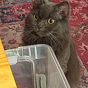 Owl Kitty is registered to the contest to win money with this photo: cat, gray_cat, yellow_eyes, fluffy_cat, indoor, carpet, patterned_rug, plastic_container, wooden_table, pet, whiskers, fur, close_up, looking_up, curious, domestic_cat, feline, animal, household, background