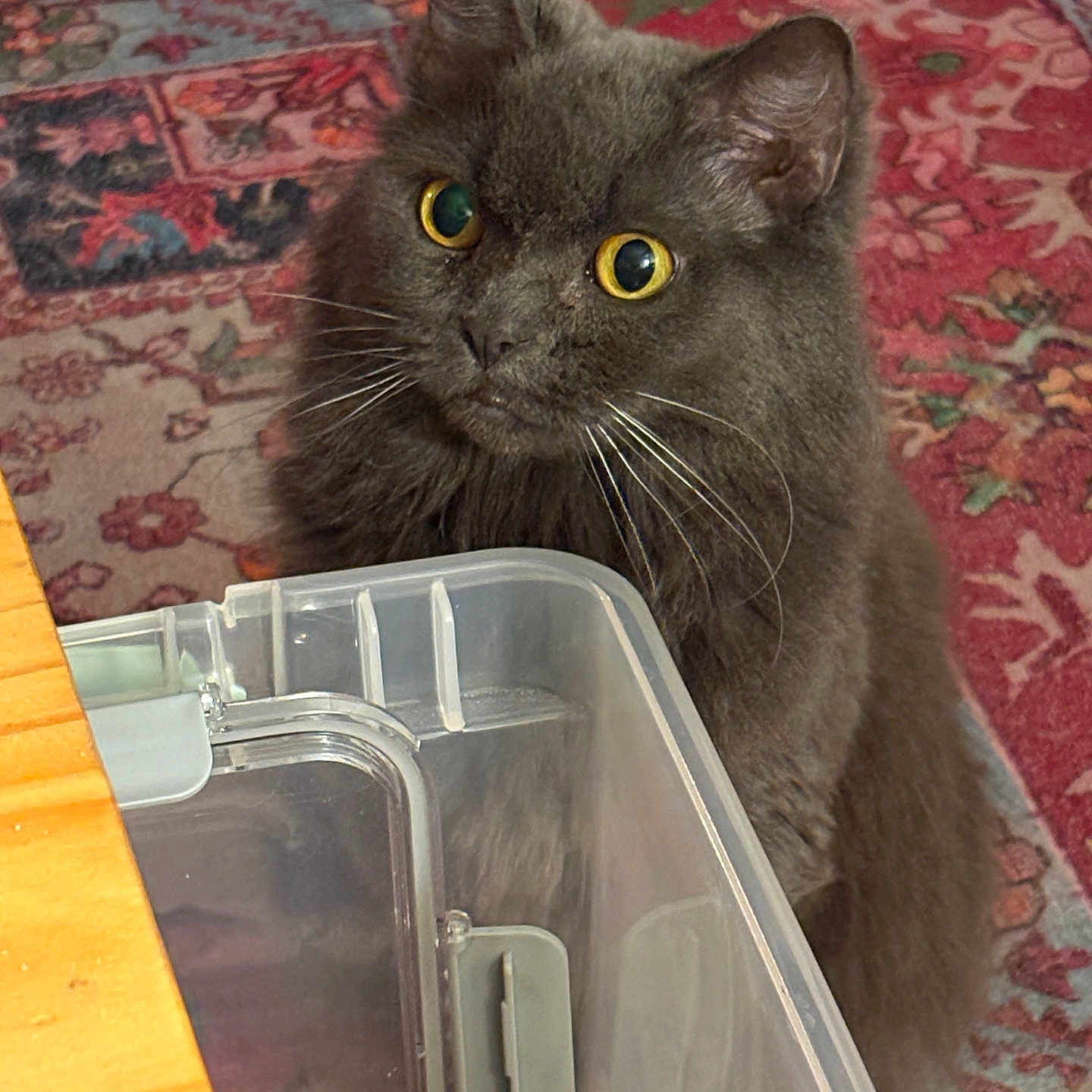 Owl Kitty is registered to the contest to win money with this photo: cat, gray_cat, yellow_eyes, fluffy_cat, indoor, carpet, patterned_rug, plastic_container, wooden_table, pet, whiskers, fur, close_up, looking_up, curious, domestic_cat, feline, animal, household, background