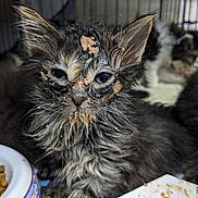 Gruel Kitten is registered to the contest to win money with this photo: animal, background, cage, cat, close_up, cute, eating, face, feline, food_bowl, fur, indoor, kitten, mess, messy, pet_food, playful, wet_food, whiskers, young