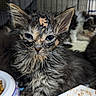 kitten, cat, wet_food, messy, close_up, cage, pet_food, fur, animal, indoor, food_bowl, cute, face, whiskers, playful, young, feline, eating, background, mess