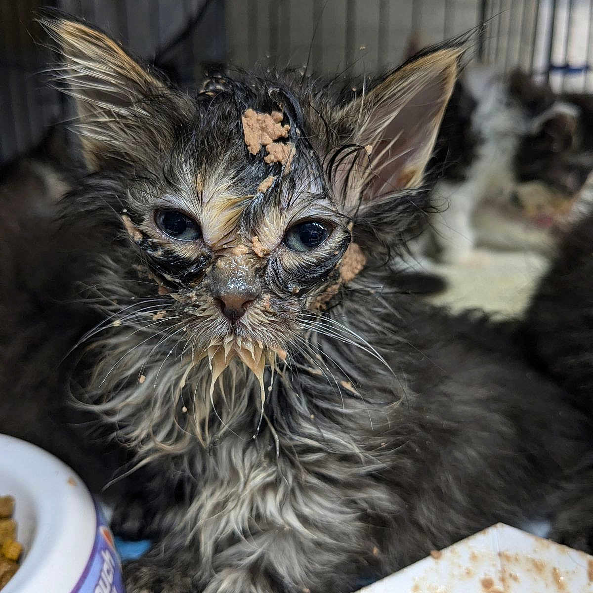 Gruel Kitten