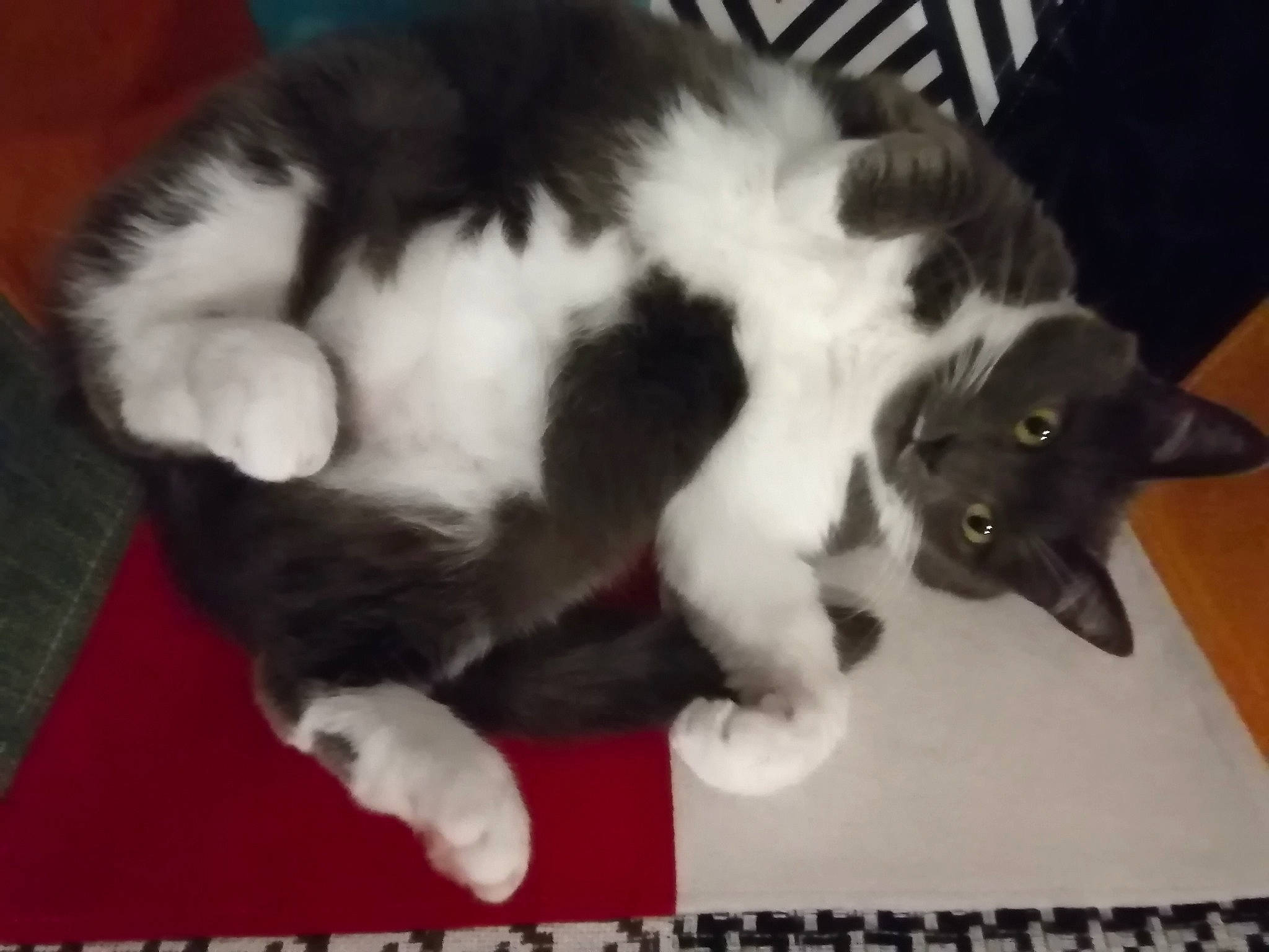 Juna a rejoint le concours — aidez-le/la à gagner de superbes lots ! black_cat, carnivore, cat, claw, comfort, domestic_short_haired_cat, felidae, flooring, fur, mammal, negative, paw, photo_caption, small_to_medium_sized_cats, snout, tail, whiskers