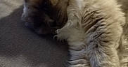 Lady participe au concours pour gagner de l'argent avec cette photo : animal, brown_color, cat, close_up, comfortable, cozy, cream_color, cute, domestic_cat, feline, fluffy, fur, indoor, lounging, paw, pet, relaxed, resting, sleepy, soft